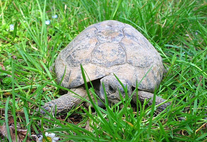 Testuggine terrestre Testudo hermanni hermanni